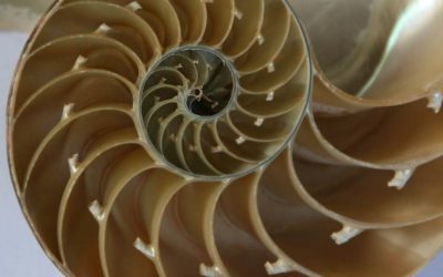 Vi siete mai chiesti che cosa leghi la Natura alla Matematica?