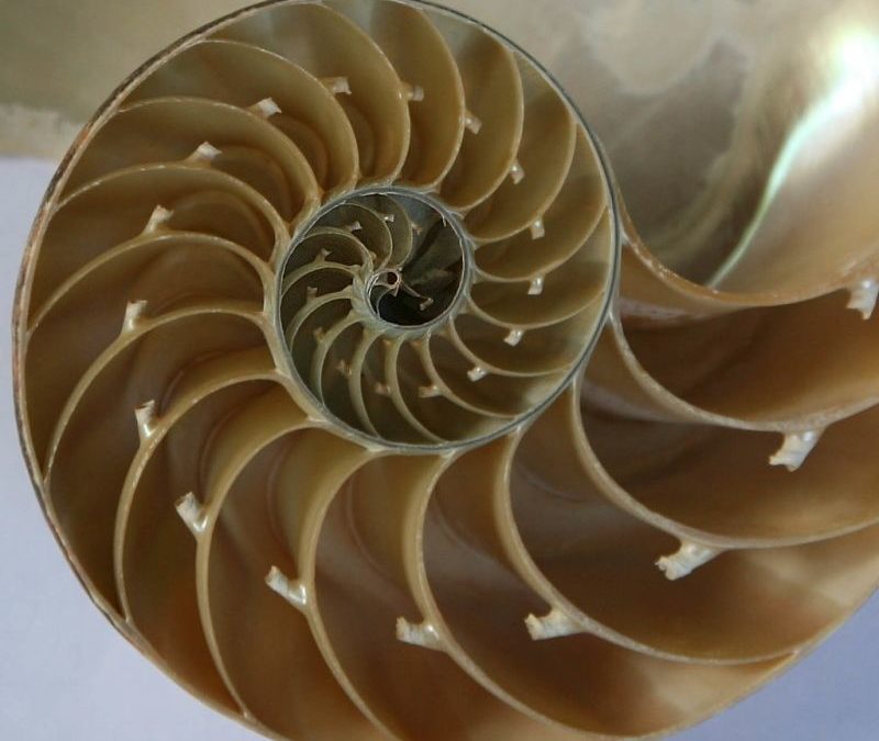 Vi siete mai chiesti che cosa leghi la Natura alla Matematica?